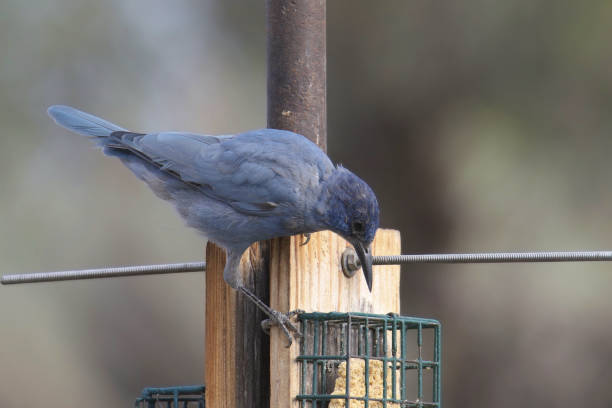 Pinyon Jay (gymnorhinus cyanocephalus) feeding at a suet feeder Pinyon Jay (gymnorhinus cyanocephalus) feeding at a suet feeder pinyon jay stock pictures, royalty-free photos & images