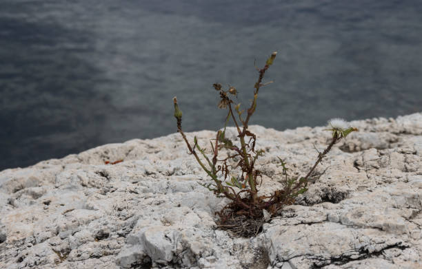 istock Weed growing in the stone 1915318620