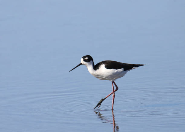 istock Black-necked Stilt (himantopus mexicanus) water in shallow water 1915319144