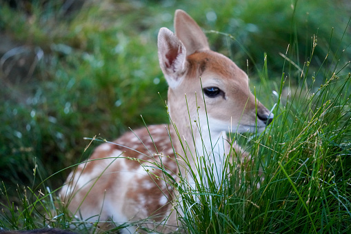 A baby fallow in the long grass