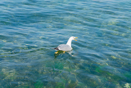 Seagull on Sea