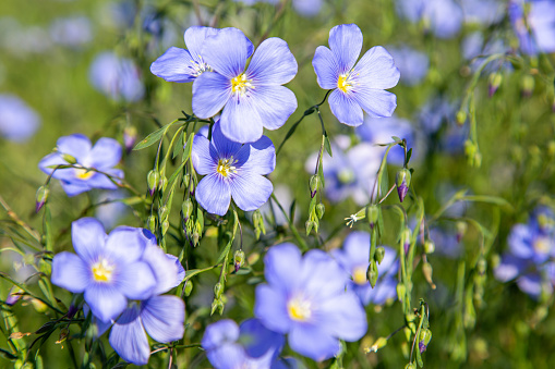 Flax is one of the oldest cultivated plants. (Gemeiner Lein)