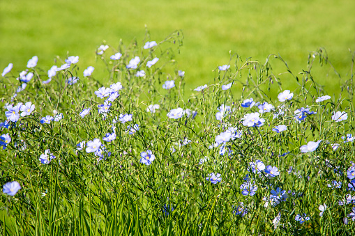 Flax is one of the oldest cultivated plants. (Gemeiner Lein)