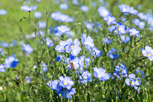 Flax is one of the oldest cultivated plants (Gemeiner Lein) with a bee