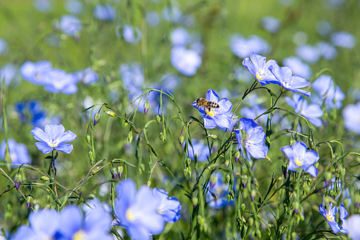 Flax is one of the oldest cultivated plants (Gemeiner Lein) with a bee