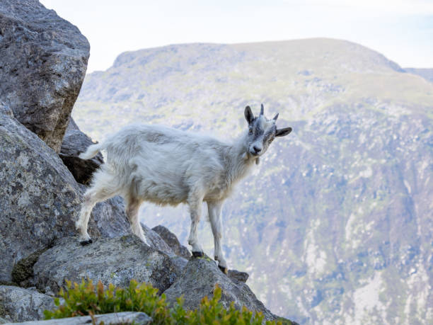 istock Mountain goats in Ogwen Valley, Wales 1915360630