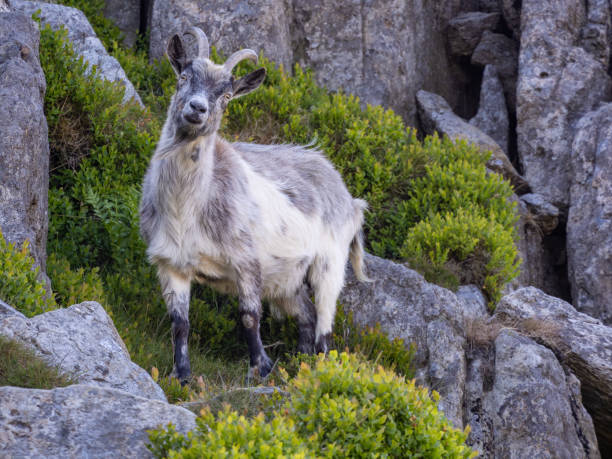 istock Mountain goats in Ogwen Valley, Wales 1915360635