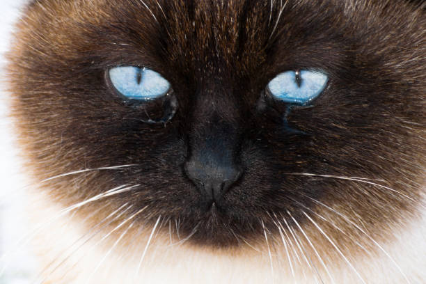 watery eyes of a Siamese cat. close-up