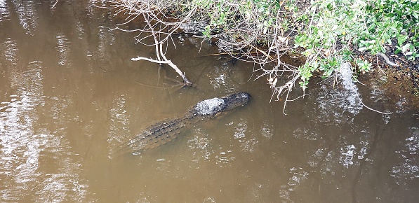 Myakka River State Park, Sarasota, FL