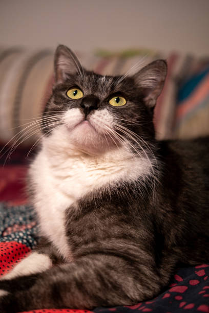 istock Beautiful fluffy gray cat looking up. 1915400318