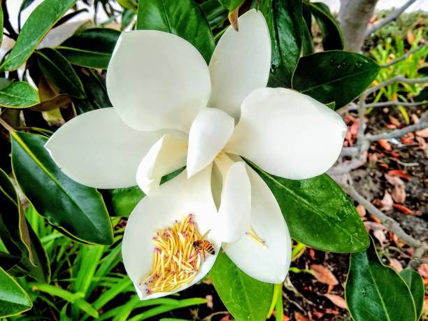 istock Magnolia with Bee in petal 1915401471