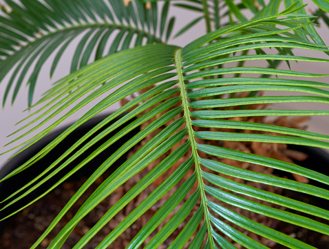 Cycas palm leaves growing on a white background