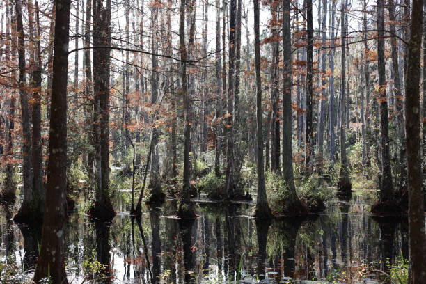 istock Cypress swamp in South Carolina 1915404524