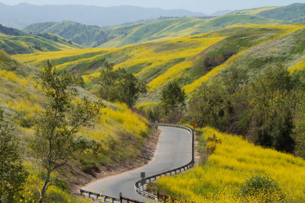 istock Wild Flowers in Chino 1915414863