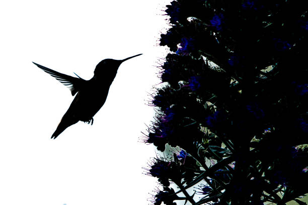 istock silhouette humming bird flying to flower 1915415374
