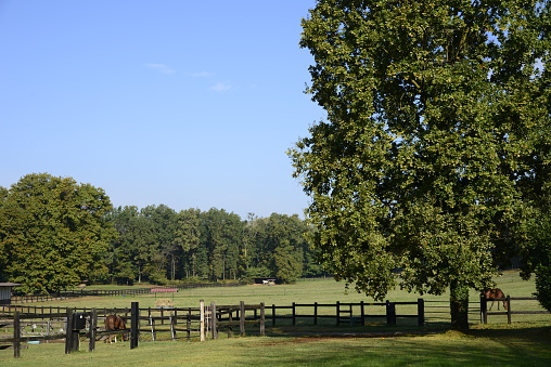 Horses in the fields on a farm in Lexington, Kentucky