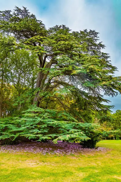 Beautiful park surrounds the ancient castle of Breteuil. Huge magnificent Lebanese cedar. Perfectly trimmed grass lawns of an autumn park. France