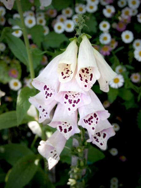 istock Foxglove flowers with an attractive elegant feel 1915432331