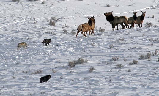 Wolves of the Druid Pack stalk a group of female elk in the Lamar Valley, Yellowstone National Park