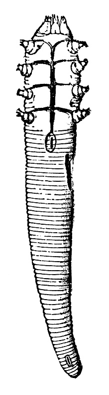 A hair folicle skin mite (demodex folliculorum). Vintage etching circa 19th century.