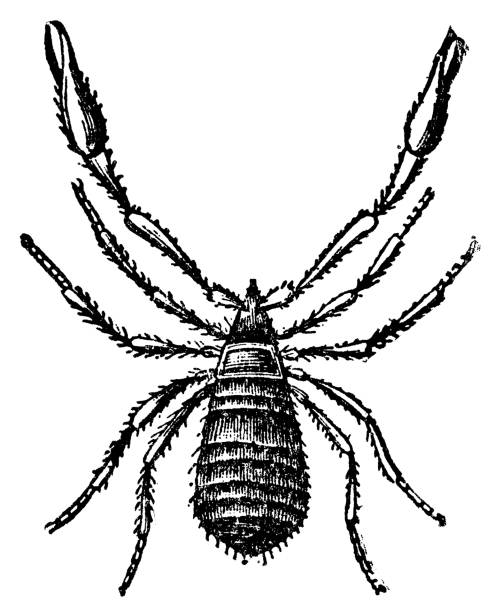 Pseudoscorpion (Olpium Olpiidae) - 19th Century A pseudoscorpion (olpium olpiidae). Vintage etching circa 19th century. pseudoscorpion stock illustrations