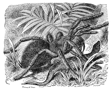 A Pinktoe Tarantula spider (avicularia avicularia) attacking a lizard. Vintage etching circa 19th century.