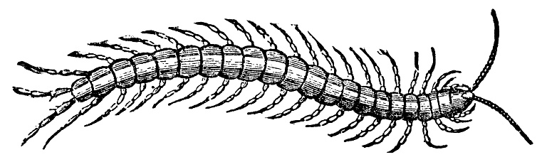 A giant centipede (scolopendra lucasii). Vintage etching circa 19th century.