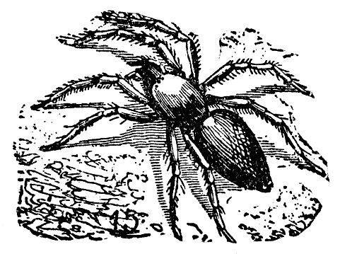 A Stone Ground Spider (drassodes lapidosus). Vintage etching circa 19th century.