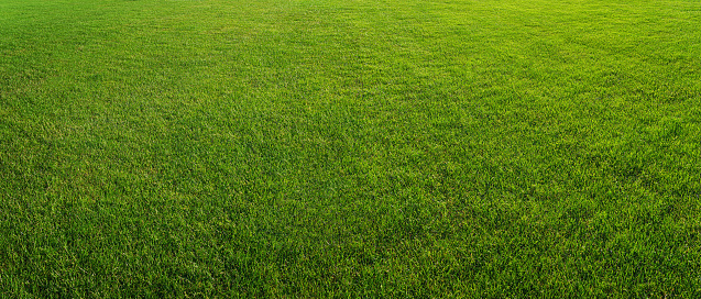 Green lawn with trimmed grass in spring.