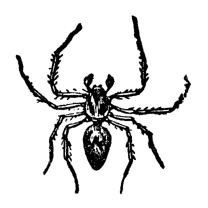 A Keen-eyed Lynx Spider (oxyopes ramosus). Vintage etching circa 19th century.