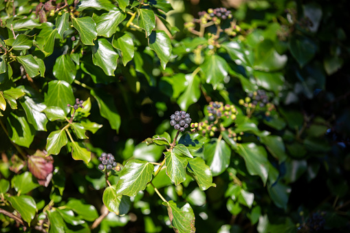 Common ivy in Wheal Peavor growing around the old tin mine buildings.