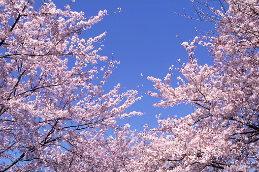 Japanese Cherry Blossom trees against a blue sky.