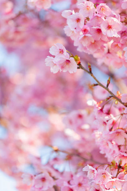 pink cherry blossom in the morning - spring vertical cherry blossom color image стоковые фото и изображения