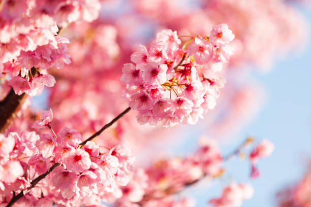 Pink Cherry Blossom Close Up Of Pink Cherry Blossom With Morning Sunlight cherry tree stock pictures, royalty-free photos & images
