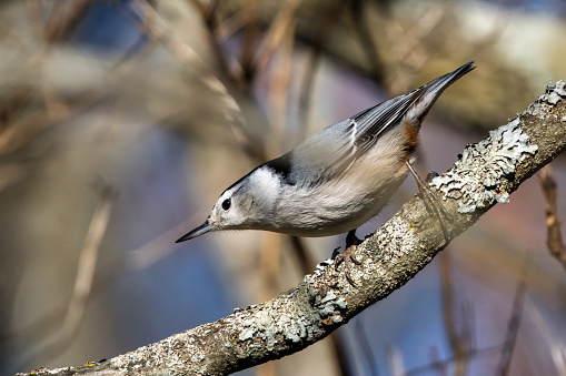 White-breasted nuthatch walks on tree branch in search of food