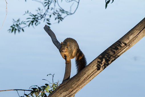 A closeup of an Eastern Gray Squirrel