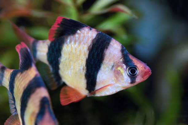 istock tiger barb in freshwater tank 1915493028