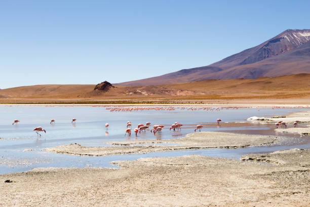 istock Laguna Hedionda flamingos, Bolivia 1915493639