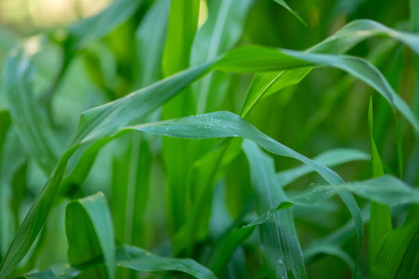 Close up of green corn leaves.