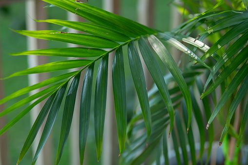 Palm leaf natural background.