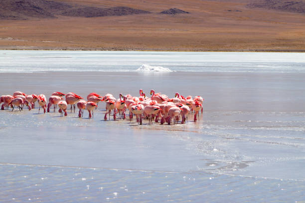 istock Laguna Hedionda flamingos, Bolivia 1915500388