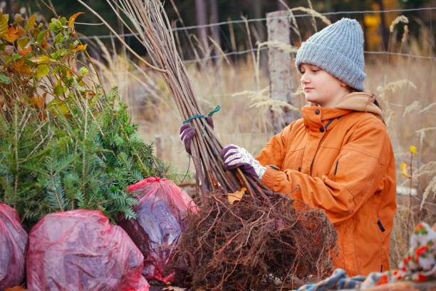 giovane ragazza che pianta alberi - planting beech tree tree child foto e immagini stock