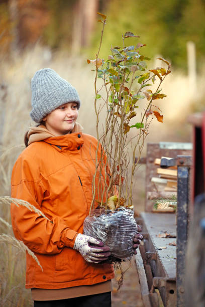 giovane ragazza che pianta alberi - planting beech tree tree child foto e immagini stock