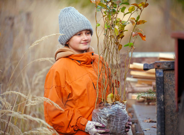 giovane ragazza che pianta alberi - planting beech tree tree child foto e immagini stock