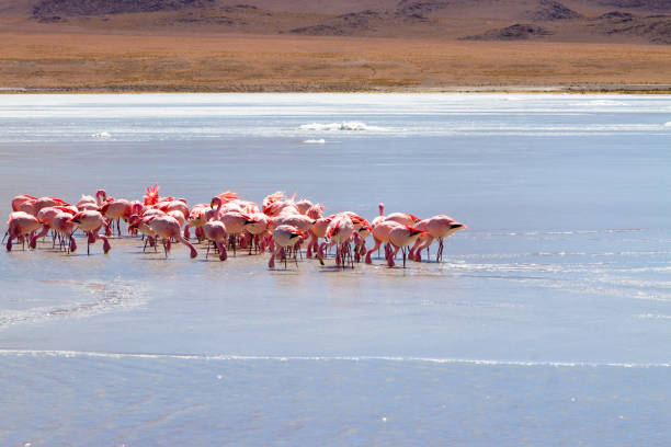 istock Laguna Hedionda flamingos, Bolivia 1915504551