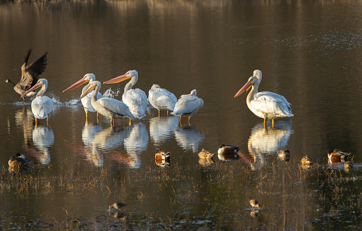 Wild Pelican Birds in water