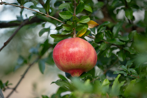 Close-up of pomegranate fruit. Pomegranates hanging on the tree branches in garden in Greece. Greek pomegranate. Background