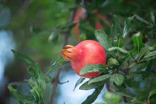 Close-up of pomegranate fruit. Pomegranates hanging on the tree branches in garden in Greece. Greek pomegranate. Background