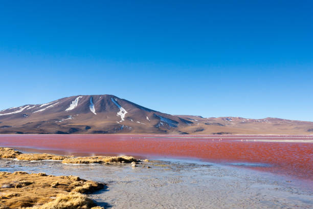 istock Laguna Colorada view, Bolivia 1915530032