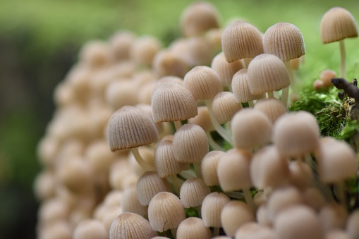 Selective focus macro close up of tiny fawn brown coloured toadstools growing in a group in green moss on tree stumps in a damp woodland in Autumn